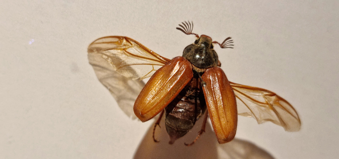 Dogs and June Bugs: What Pet Owners Need to Know