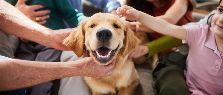 Dogs and Helicopter Parents: Navigating Overprotective Pet Parenting