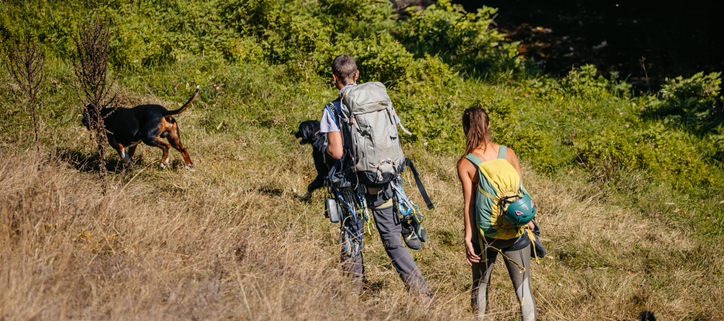 Ascending with Furry Friends: Dogs and Uphill Walking for Extreme Exercise