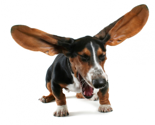 Dogs and Excitement Sneezes: Understanding the Joyful Sneeze