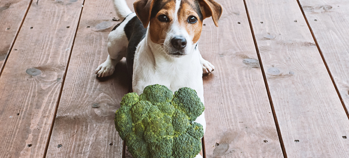 The Benefits of Broccoli for Dogs: A Nutrient-Packed Treat