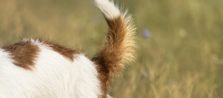 Dogs and Different Meanings Behind the Ways That They Wag Their Tails