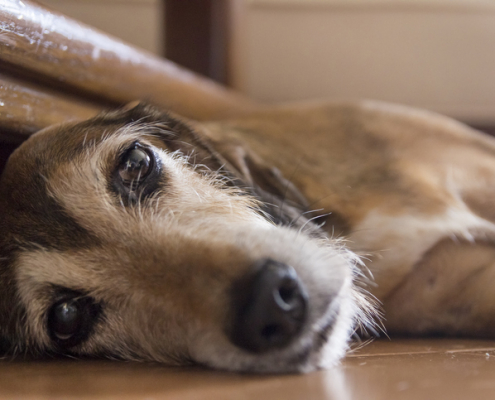 Dogs and Depression If Owner Is Away for Long Periods