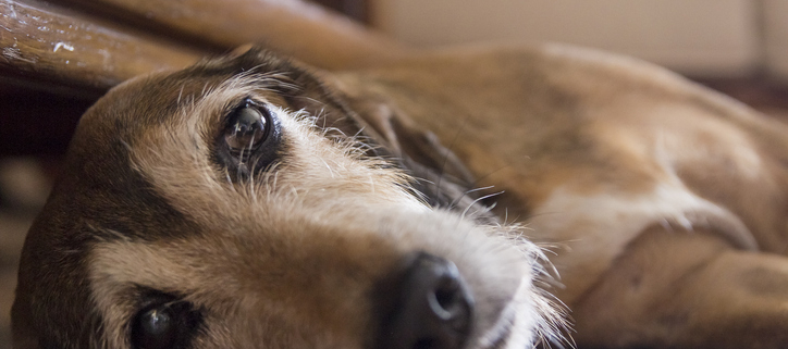 Dogs and Depression If Owner Is Away for Long Periods