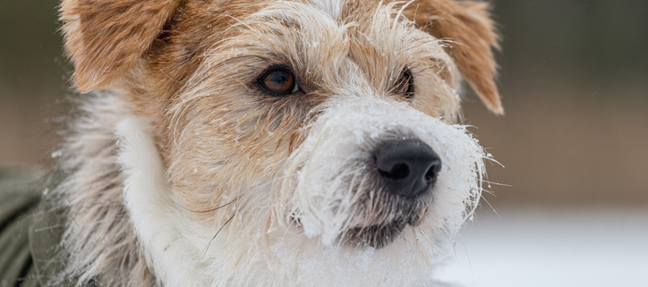 Exploring the Variety of Terrier Mixes