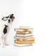 The Growing Dog Industry: Trends and Opportunities