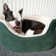 The Importance of Dogs Getting Enough Sleep