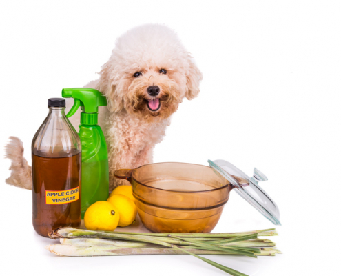 The Pros and Cons of Bitter Spray for Dogs