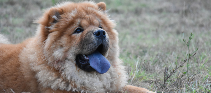 Paws and Play: Fun and Quirky Facts About Dogs