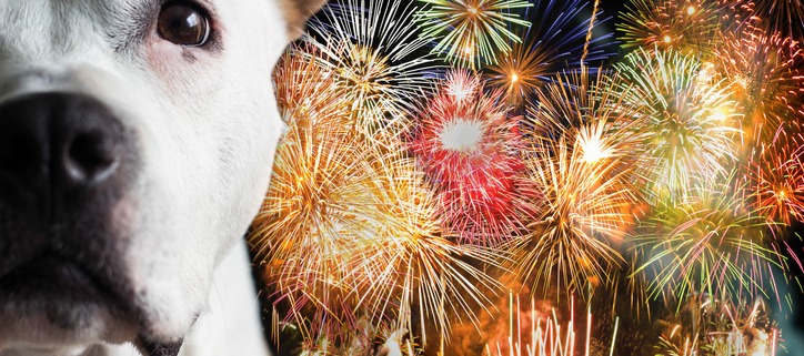 Helping Dogs Cope with 4th of July Fireworks