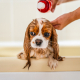Dogs and Avoiding Human Shampoo and Conditioner for Baths