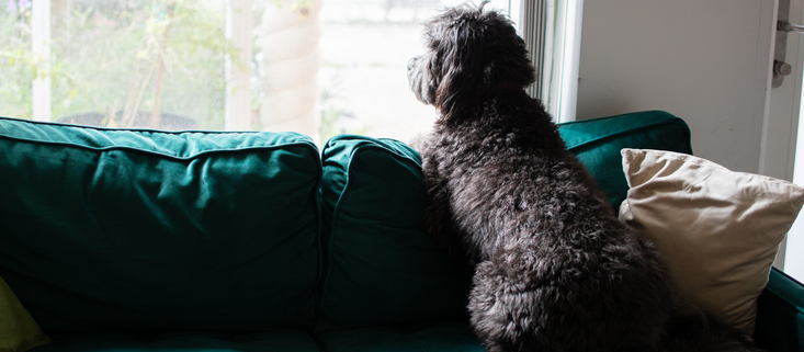 Why You Shouldn’t Own a Dog If You Work a Lot
