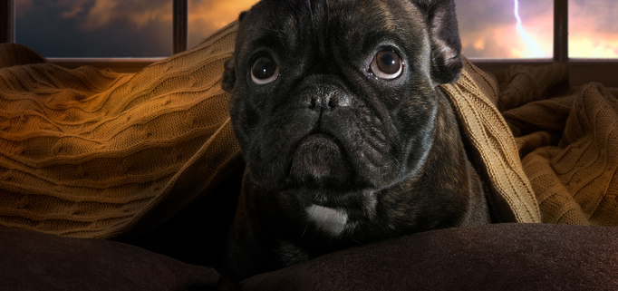 Tips to Keep Dogs Calm During a Thunderstorm
