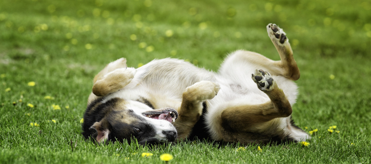 Why Dogs Love to Roll Around in the Grass