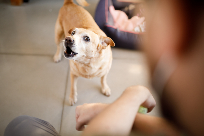 Understanding Canine Behavior: What Is Your Dog Trying to Tell You?