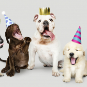 10 Unbelievable Secrets from a Doggy Daycare That'll Make You Howl!