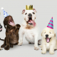10 Unbelievable Secrets from a Doggy Daycare That'll Make You Howl!
