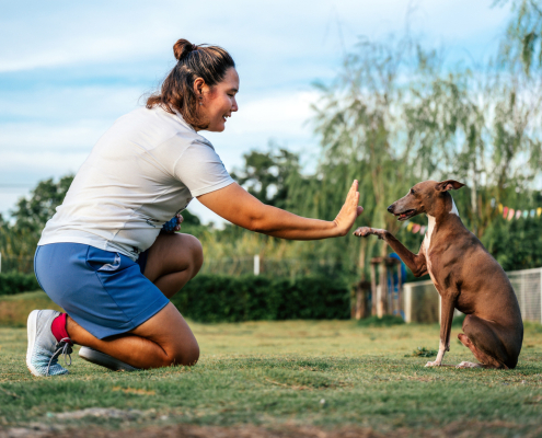 Balanced Dog Training