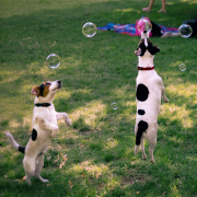 Doggy Daycare