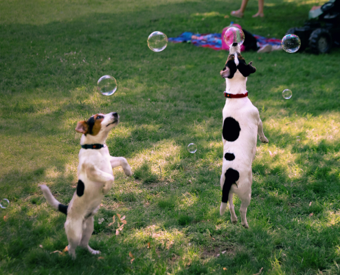 Doggy Daycare