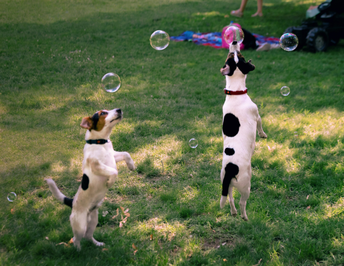 Doggy Daycare