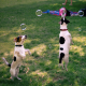 Doggy Daycare