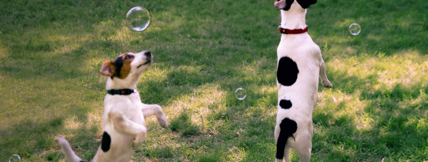 Doggy Daycare
