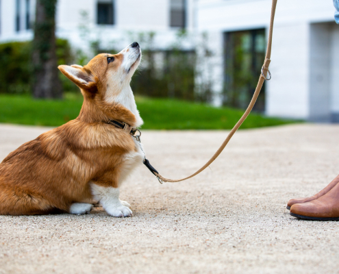 Obedience Training