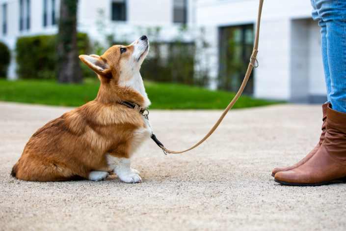 Obedience Training