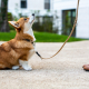 Obedience Training