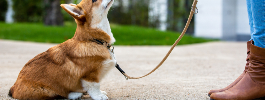 Obedience Training