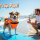 Surf’s Up, Pups! Safety Guide to Dog Surf Classes on San Diego Beaches