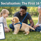 Puppy Socialization Checklist: Milestones to Hit Before 16 Weeks