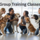 Group Training Classes: Social Benefits for Dogs and Owners Alike