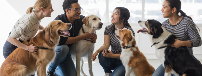 Group Training Classes: Social Benefits for Dogs and Owners Alike