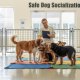 Introducing New Dogs Safely: Daycare Socialization Rules