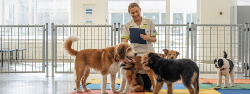 Introducing New Dogs Safely: Daycare Socialization Rules