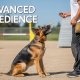 Advanced Obedience: Moving Beyond Sit, Stay & Heel