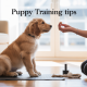 Top Puppy Obedience Tips Every New Owner Should Know