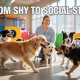Daycare Confidence Boost, Turning Shy Dogs Into Social Stars