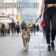Leash Manners in Real Life: Training for Sidewalks, Cafes, and Crowds