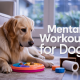Mental Workouts for Dogs: Beating Boredom Without Overexertion
