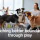 Dog Daycare Dynamics: How Group Play Teaches Better Boundaries