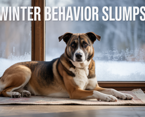 Winter Behavior Slumps: Why Dogs Act Out This Time of Year