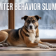 Winter Behavior Slumps: Why Dogs Act Out This Time of Year