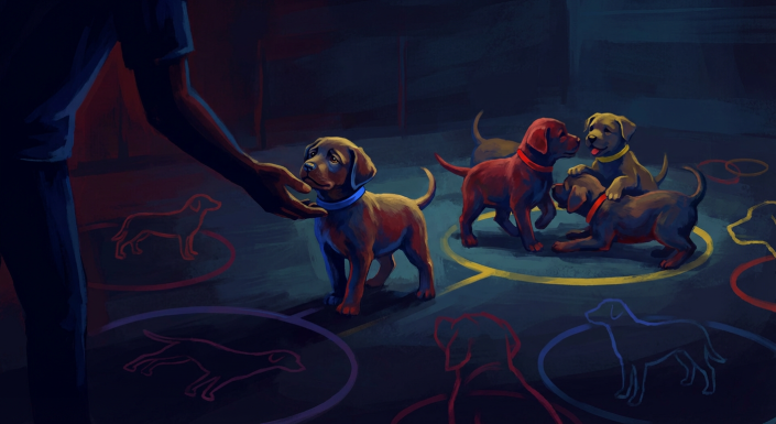 person's hand reaching to a puppy while others play, illustrating behavioral considerations.