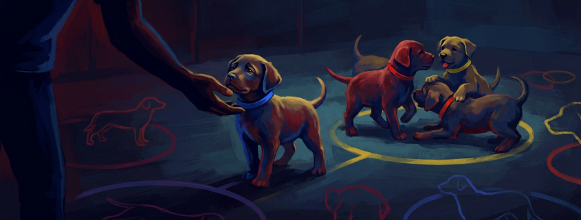 person's hand reaching to a puppy while others play, illustrating behavioral considerations.