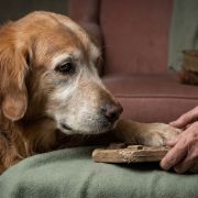 older golden retriever dog and person's hands touching a treat puzzle, indicating cognitive changes.