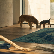 a tense moment as two dogs stare at each other over a shared food bowl.