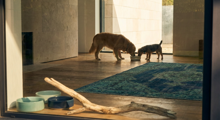a tense moment as two dogs stare at each other over a shared food bowl.